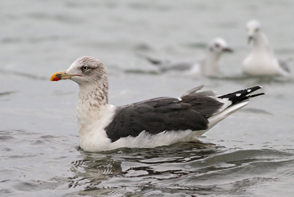 Lesser Black-backed Gull - ML36015291