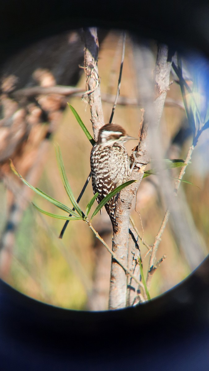 Checkered Woodpecker - Jose Maria Caiado