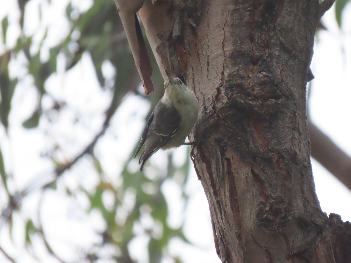 White-breasted Nuthatch - Edana Salisbury