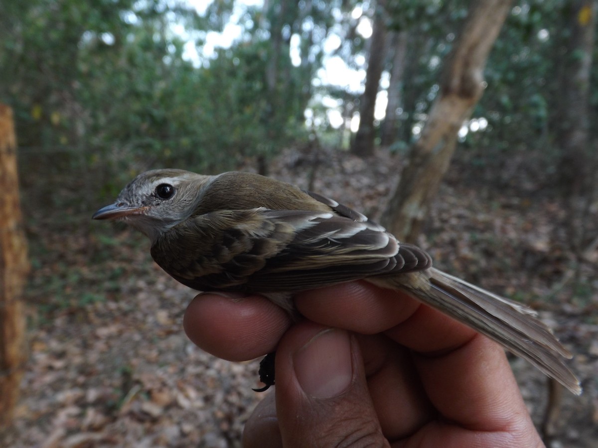 Fuscous Flycatcher - ML360153471