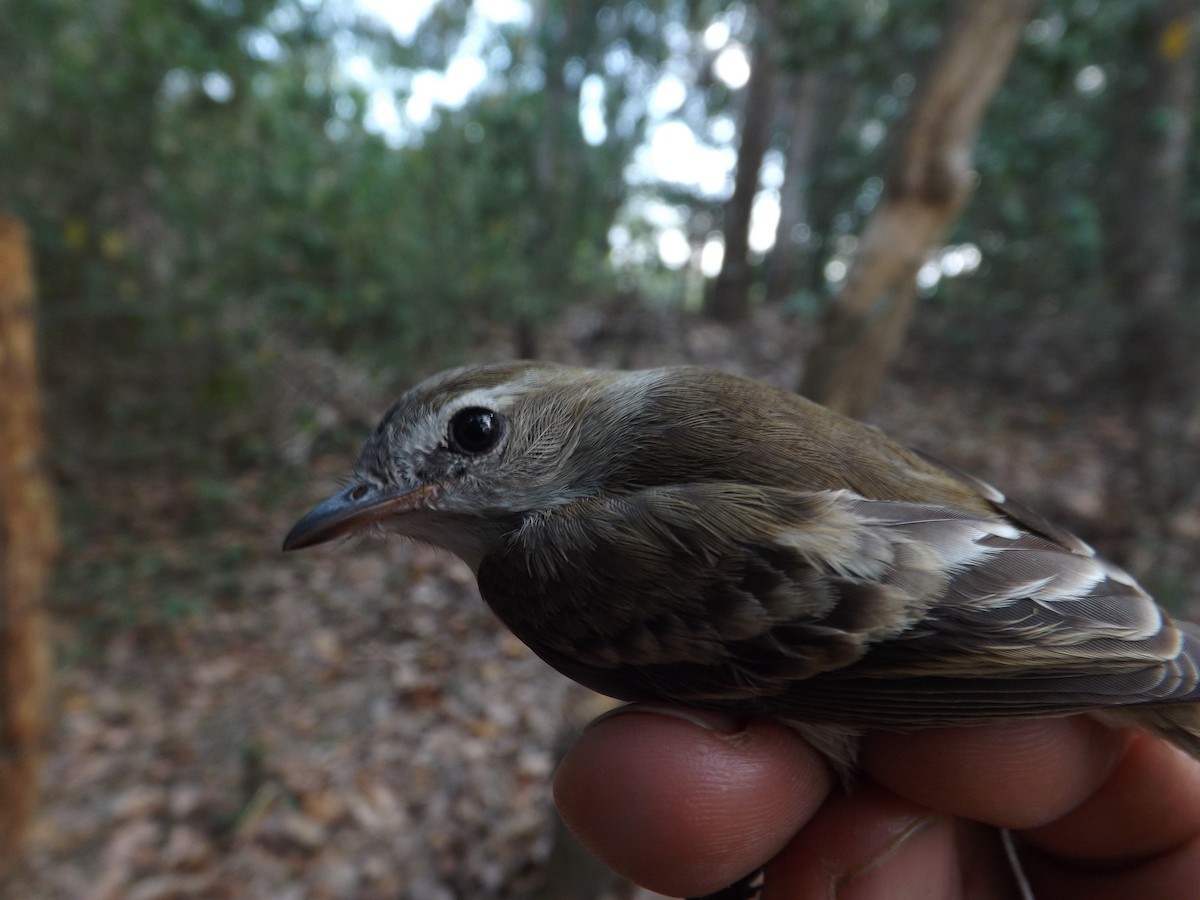 Fuscous Flycatcher - ML360153481