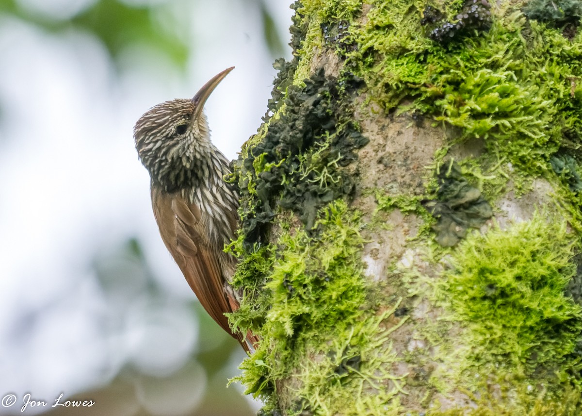 Montane Woodcreeper - ML360153811