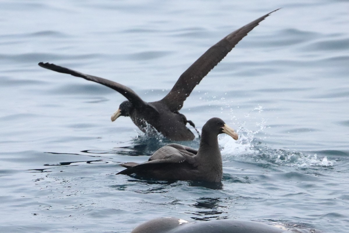 Southern Giant-Petrel - ML360155111