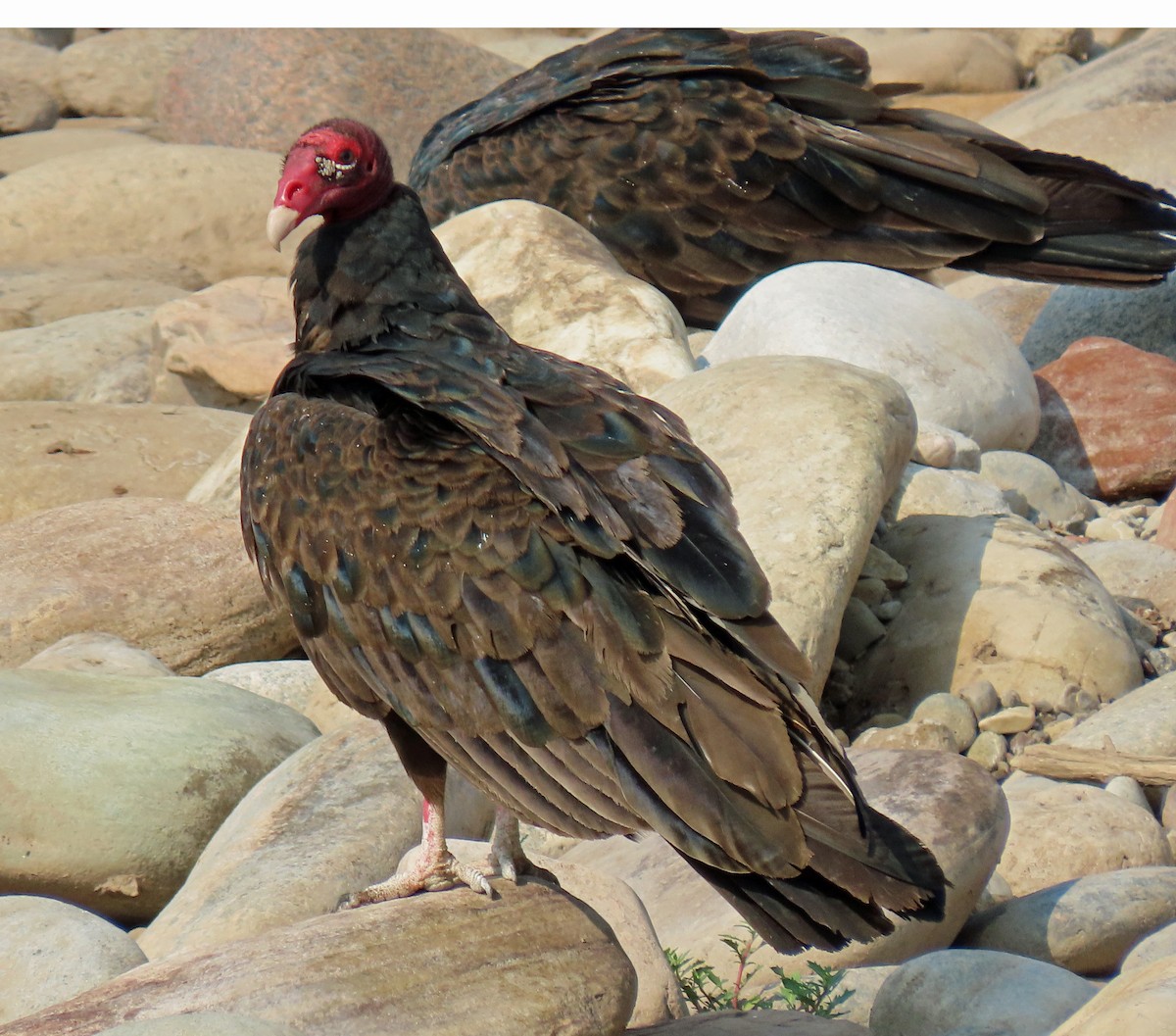 Turkey Vulture - ML360155671