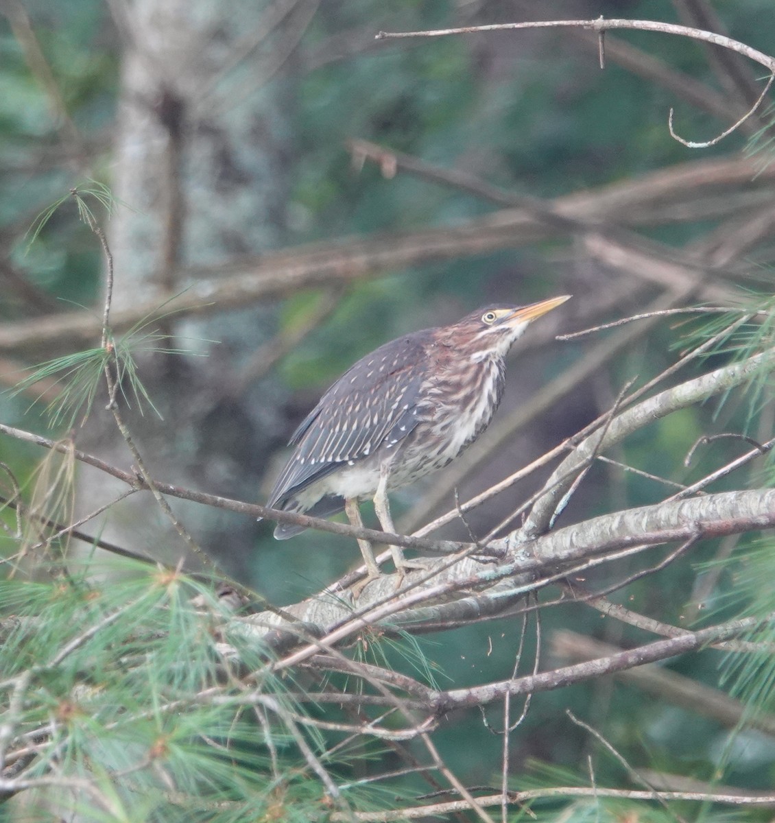 Green Heron - ML360156831