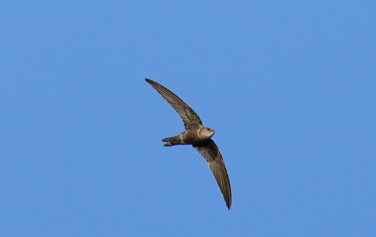 Plain Swift - Bárbara Morais