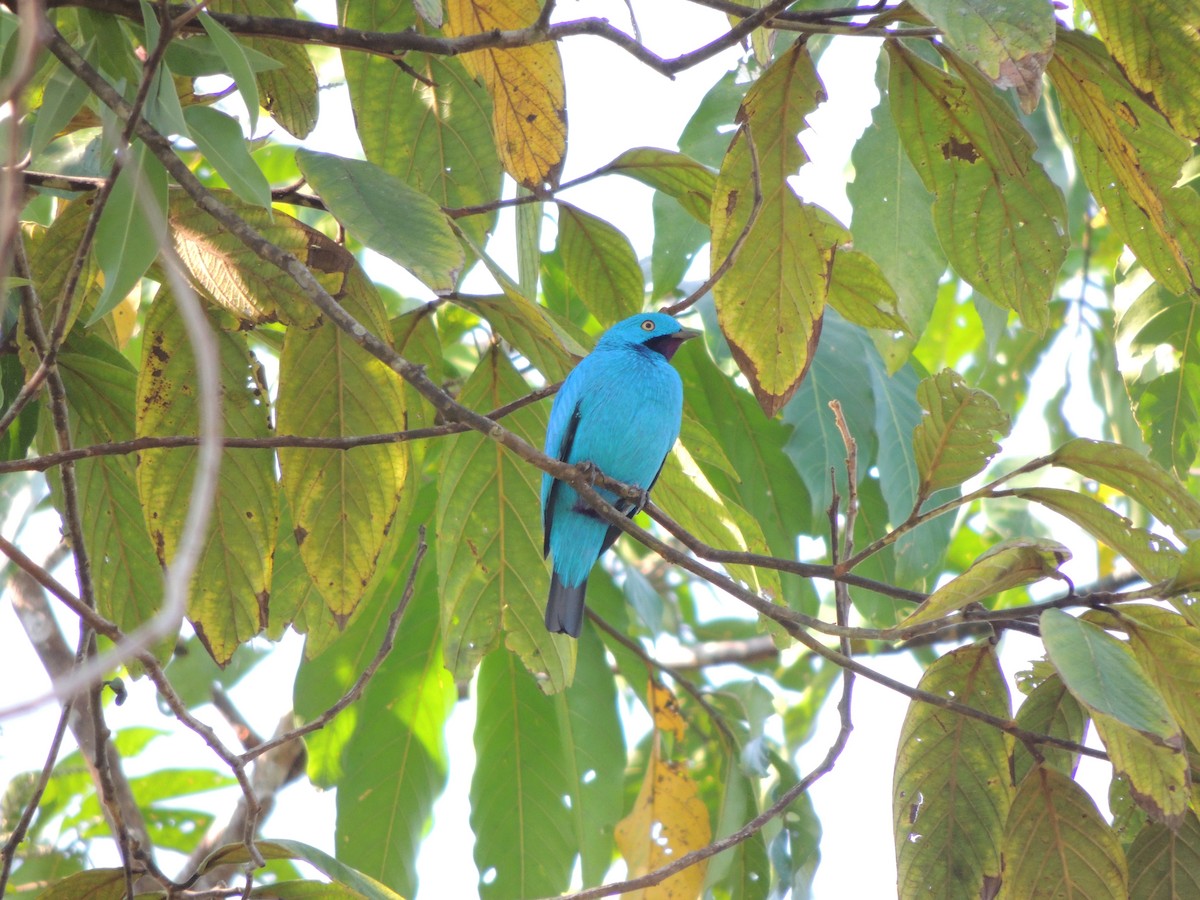 Plum-throated Cotinga - Ottavio Janni