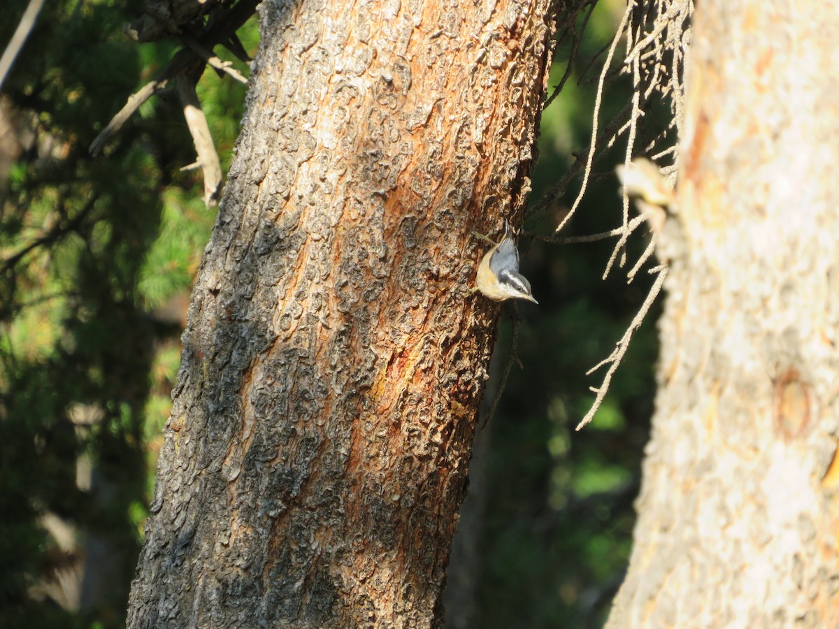 Red-breasted Nuthatch - ML360158411