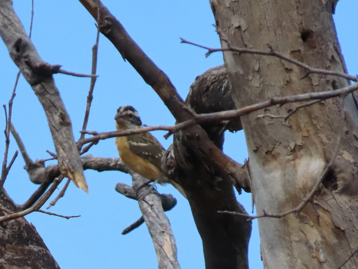 Black-headed Grosbeak - ML360158561