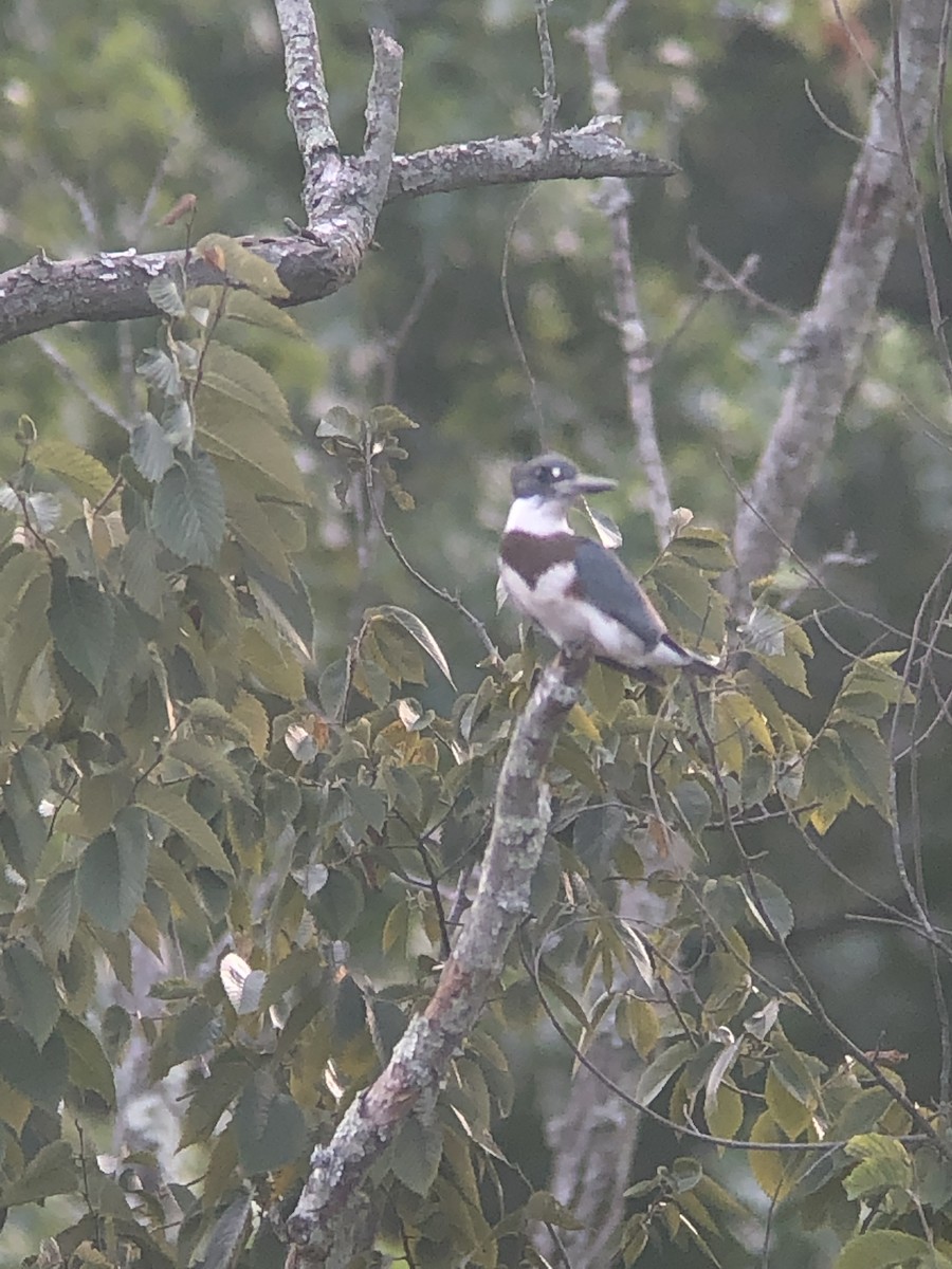 Belted Kingfisher - Todd Michael Day