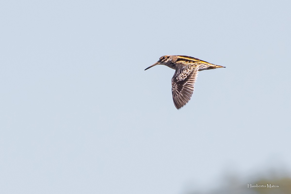 Jack Snipe - Humberto Matos