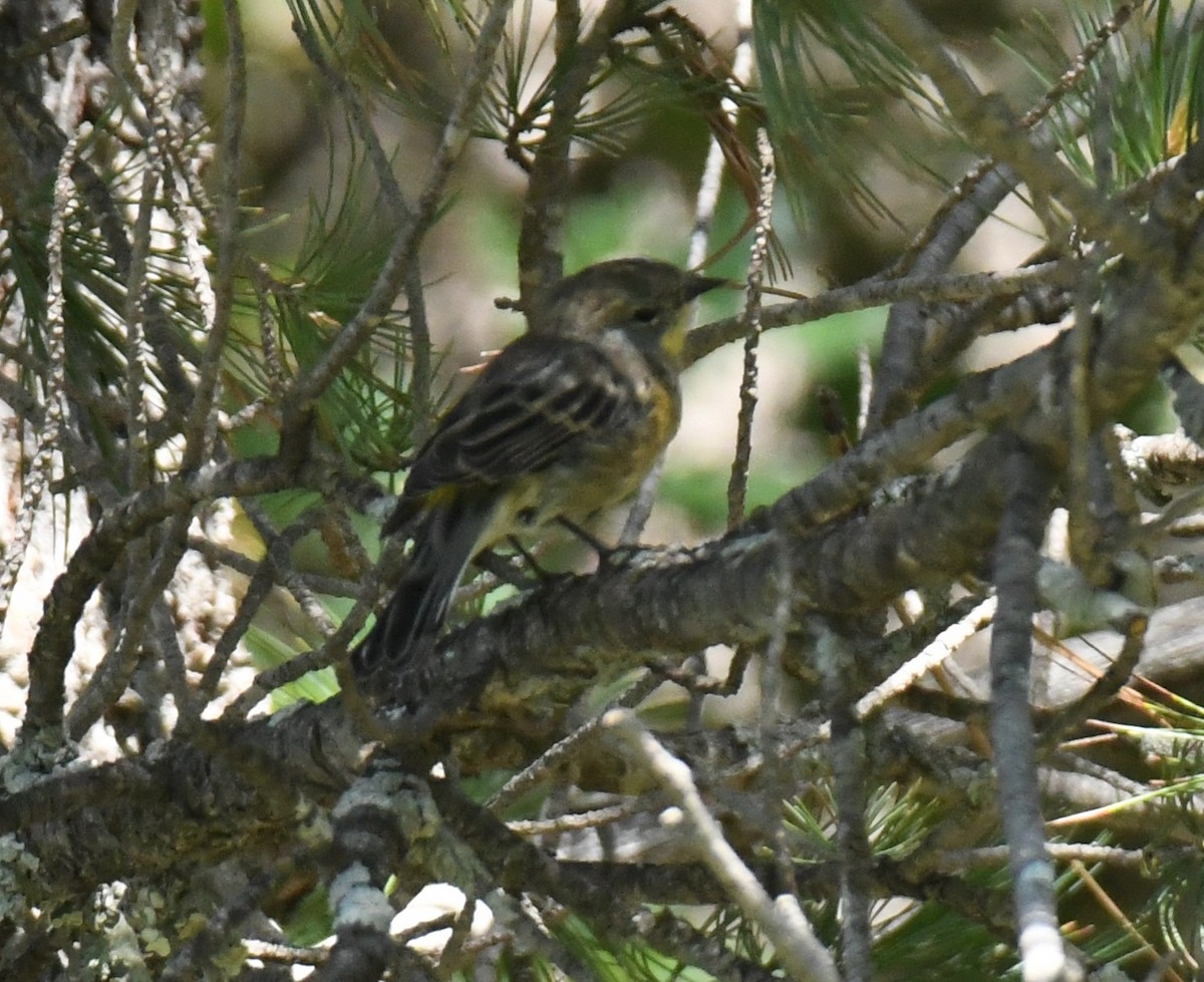 Yellow-rumped Warbler (Audubon's) - Joe Girgente