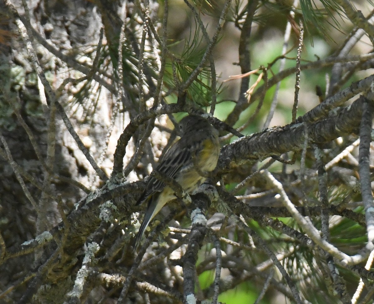 Yellow-rumped Warbler (Audubon's) - Joe Girgente