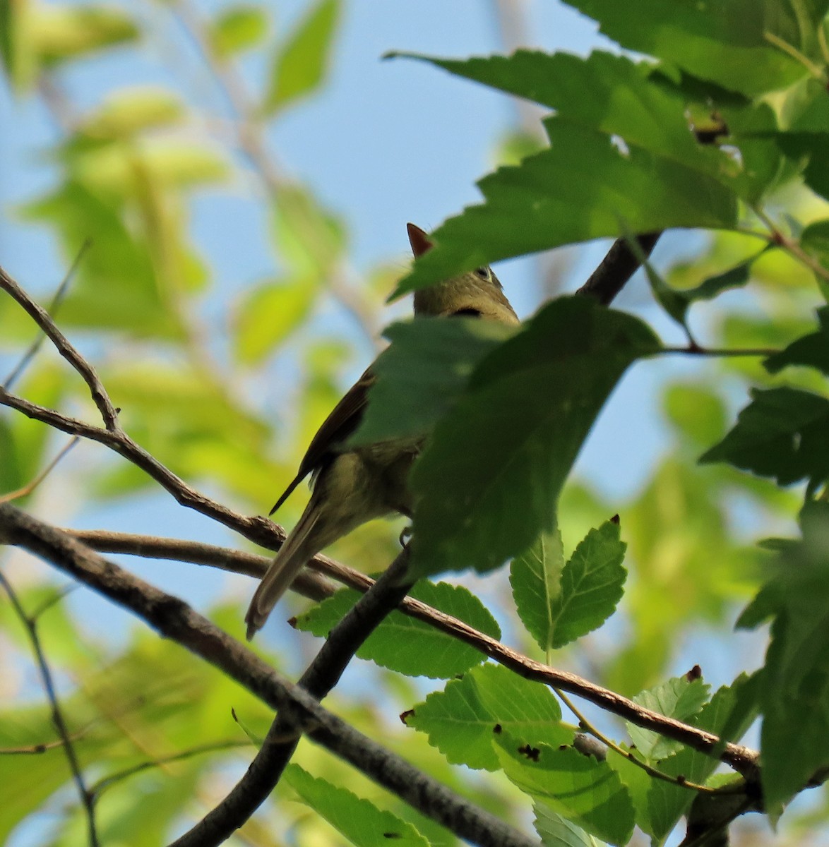 Western Flycatcher (Cordilleran) - ML360160931