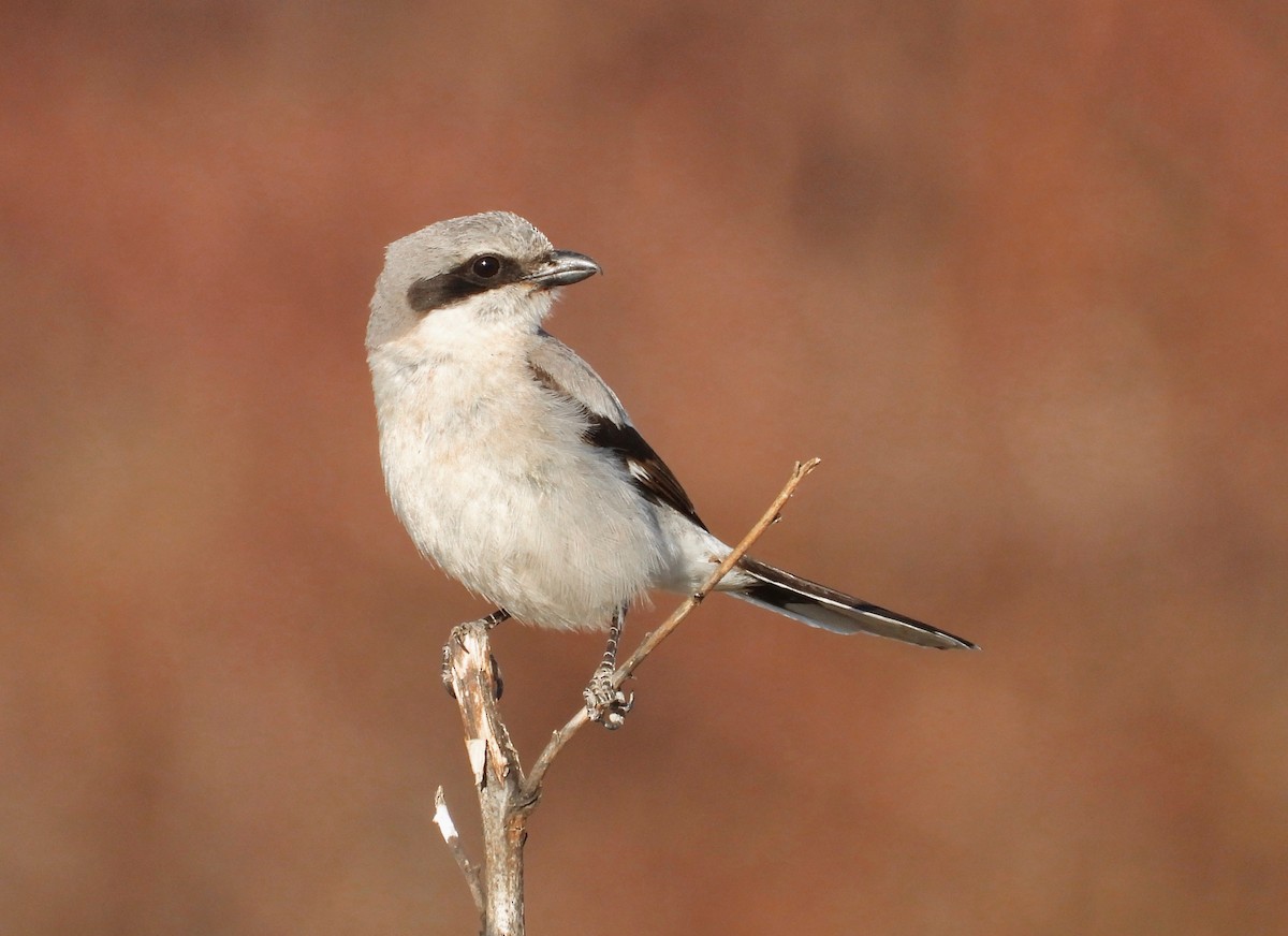 Loggerhead Shrike - ML360161011