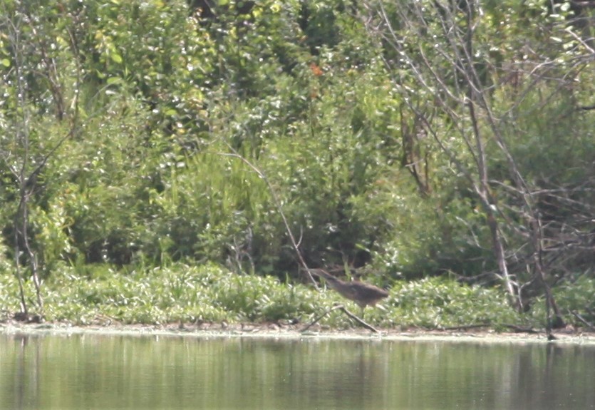 American Bittern - ML360161241