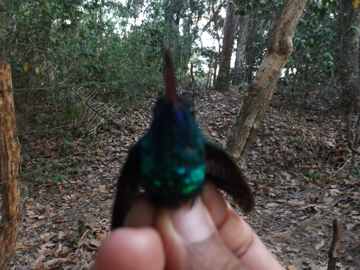 White-chinned Sapphire - Alexis Araujo Quintero