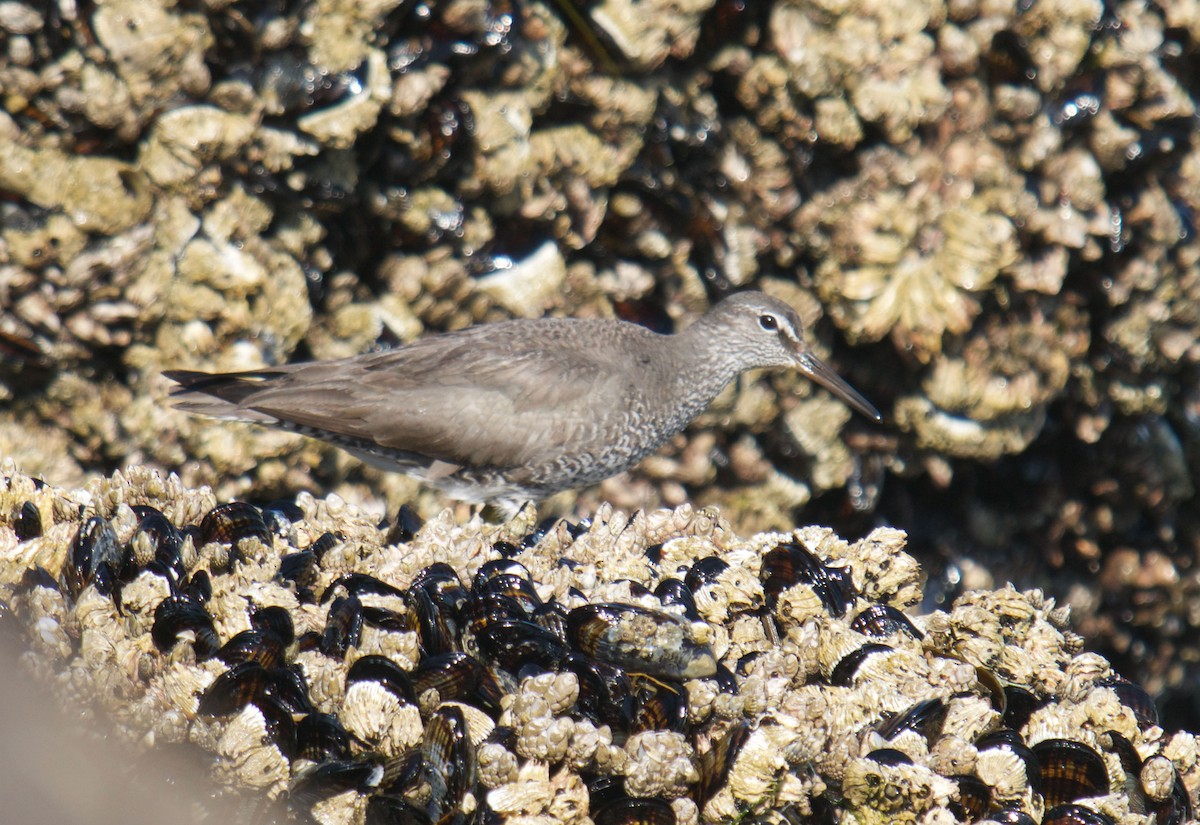 Wandering Tattler - Kevin Scaldeferri