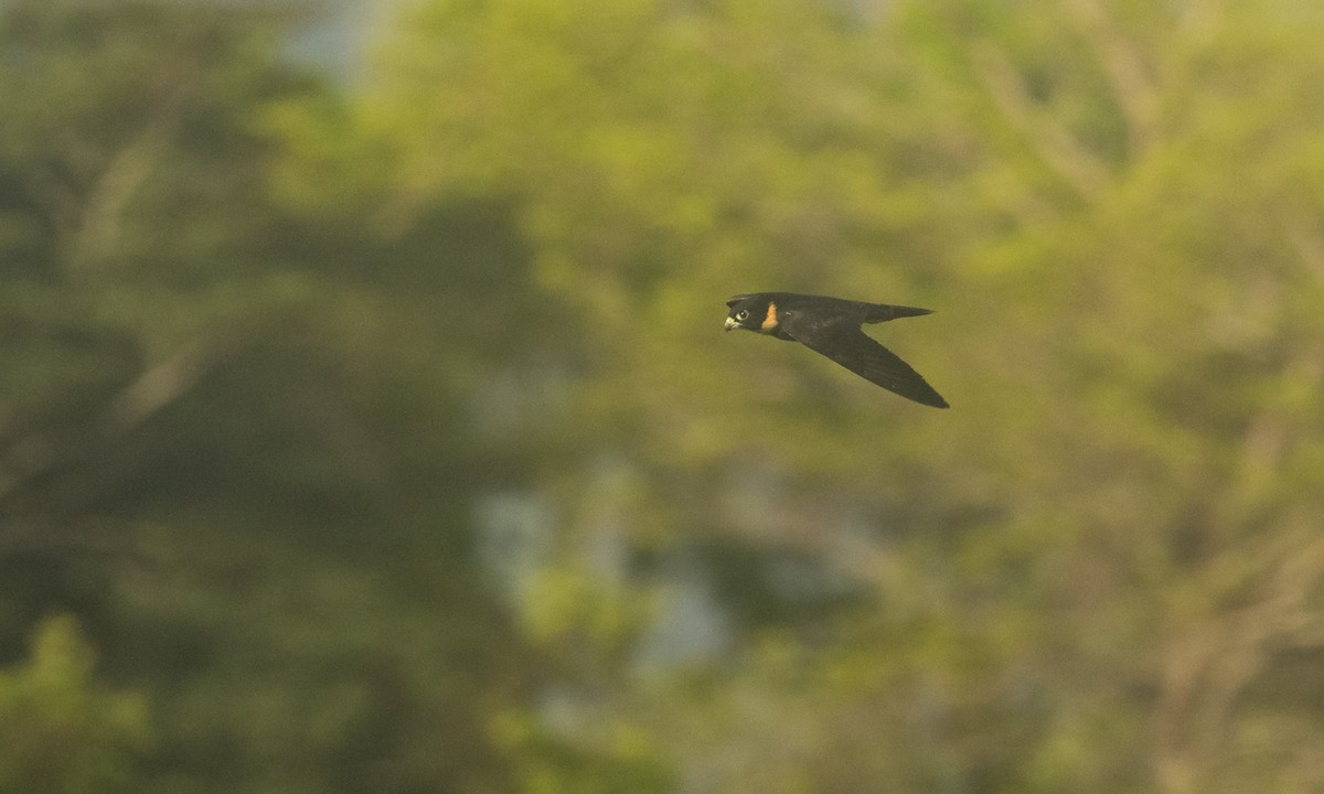 Bat Falcon - ML360162201