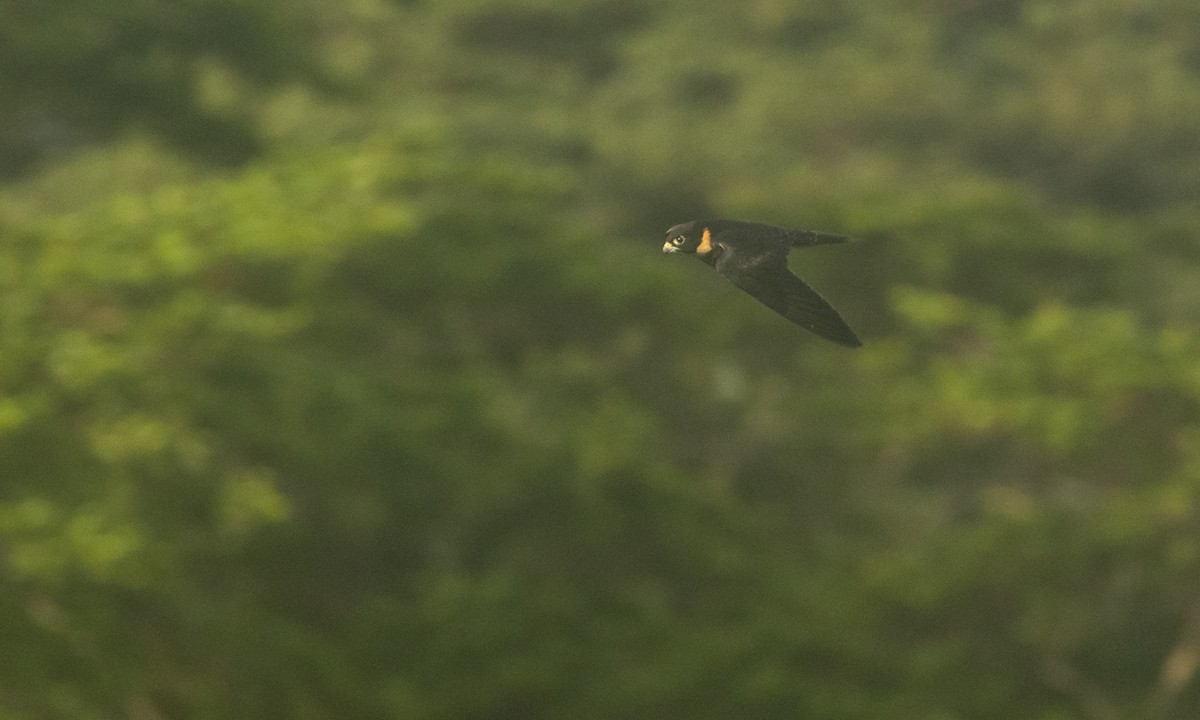 Bat Falcon - ML360162261