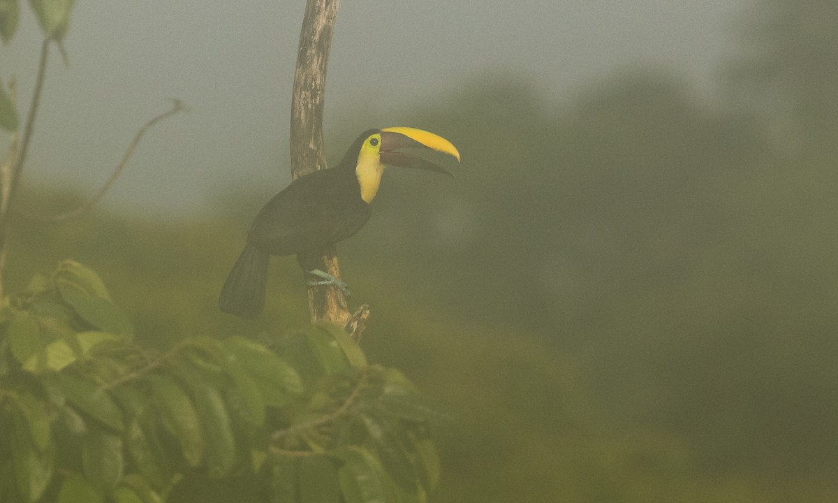 Yellow-throated Toucan (Chestnut-mandibled) - ML360162371