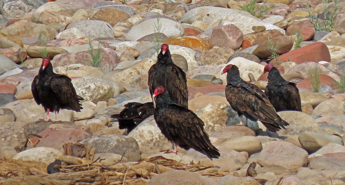 Turkey Vulture - ML360162471