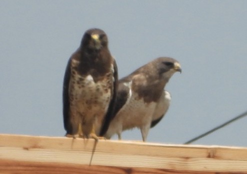 Swainson's Hawk - Jack (Ardent Plover) Doutrich