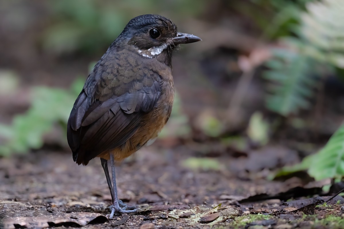 Moustached Antpitta - ML360164091