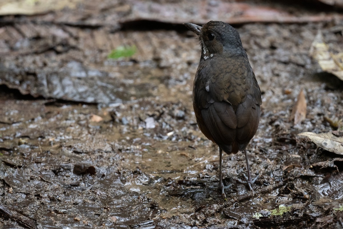 Tororoí Bigotudo - ML360164151