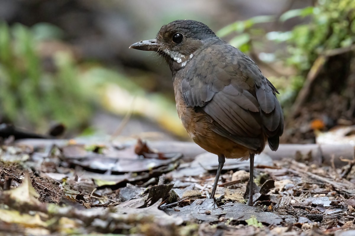 Moustached Antpitta - ML360164361