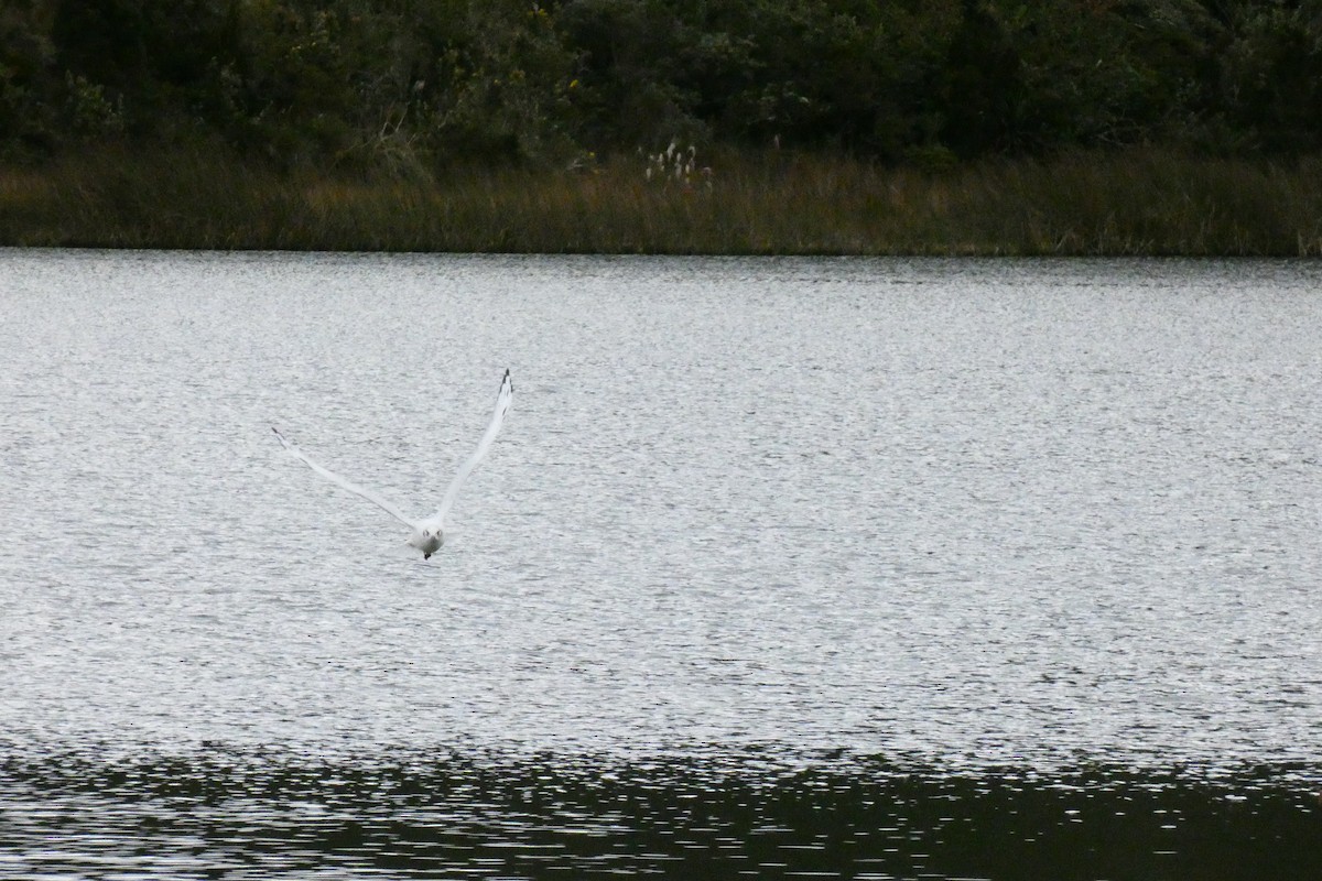 Andean Gull - ML360164471