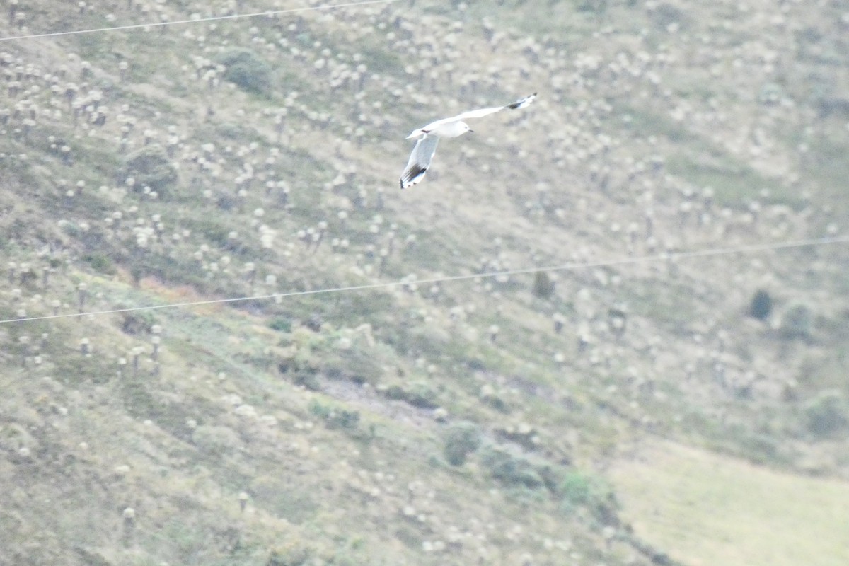 Andean Gull - ML360164551