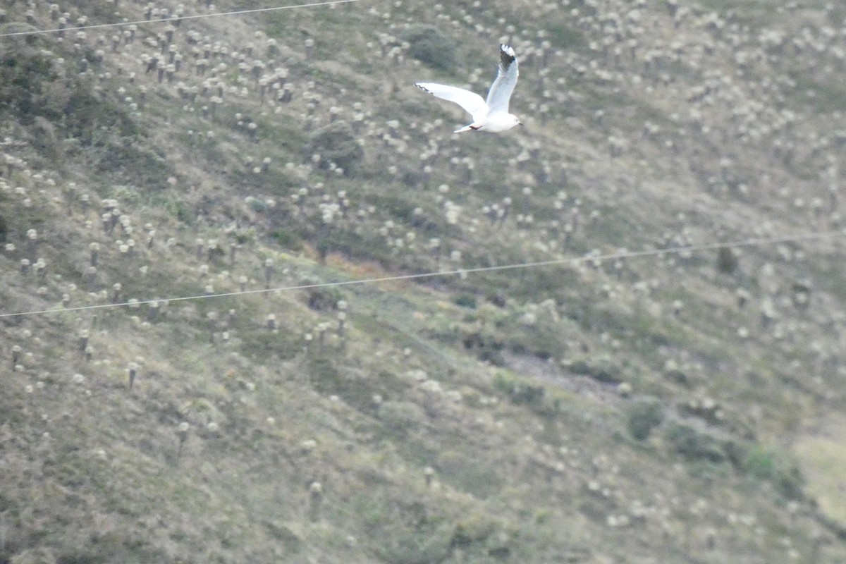 Andean Gull - ML360164661