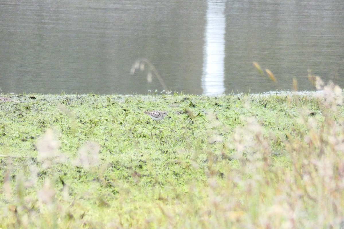 Baird's Sandpiper - ML360164791