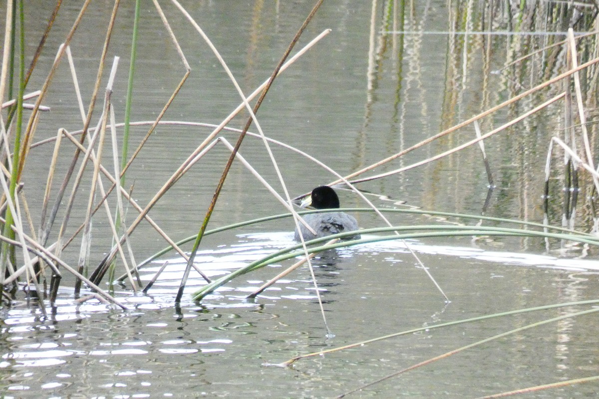 Slate-colored Coot - ML360165241