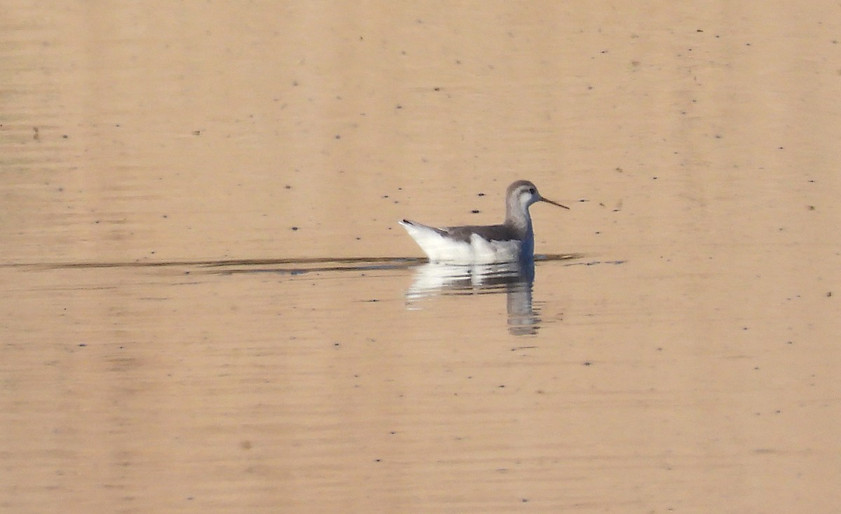 hvithalesvømmesnipe - ML360165261