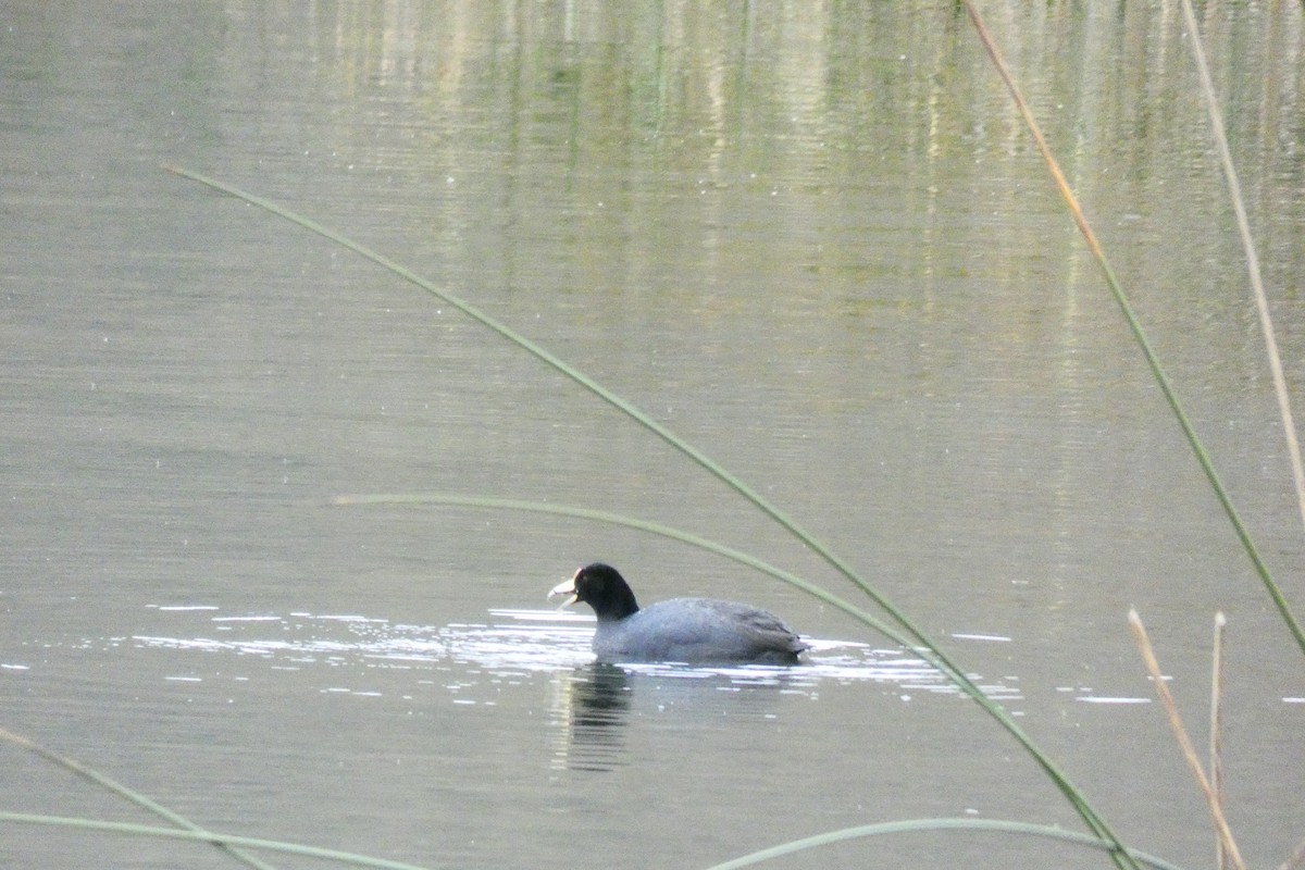 Slate-colored Coot - Jorge Velasquez