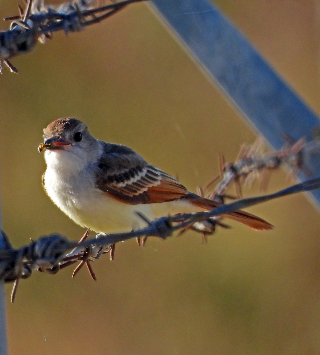 Ash-throated Flycatcher - ML360165561