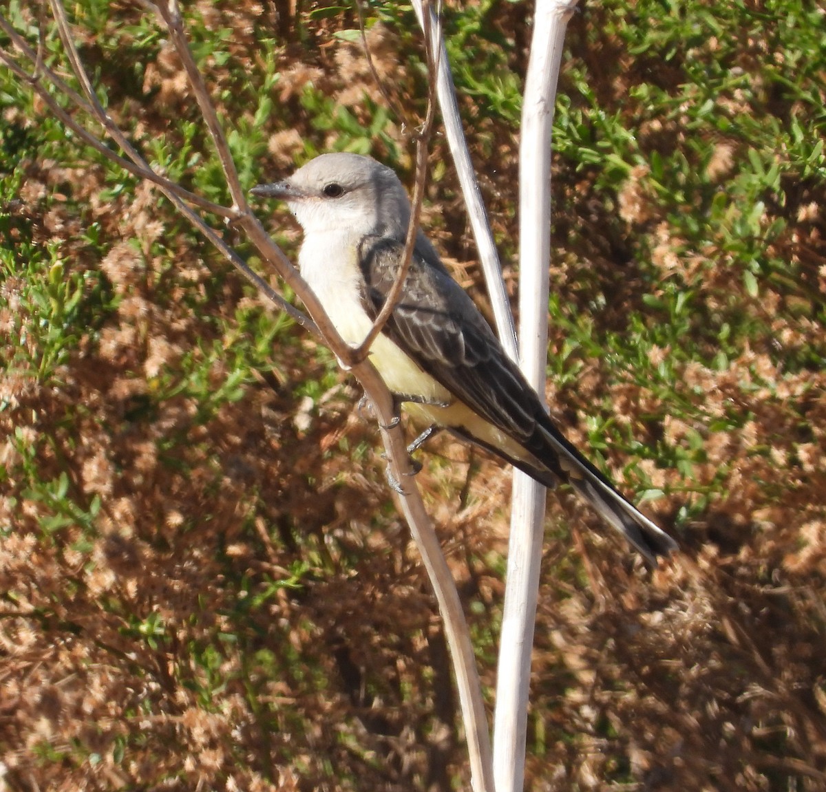 Western Kingbird - ML360165931