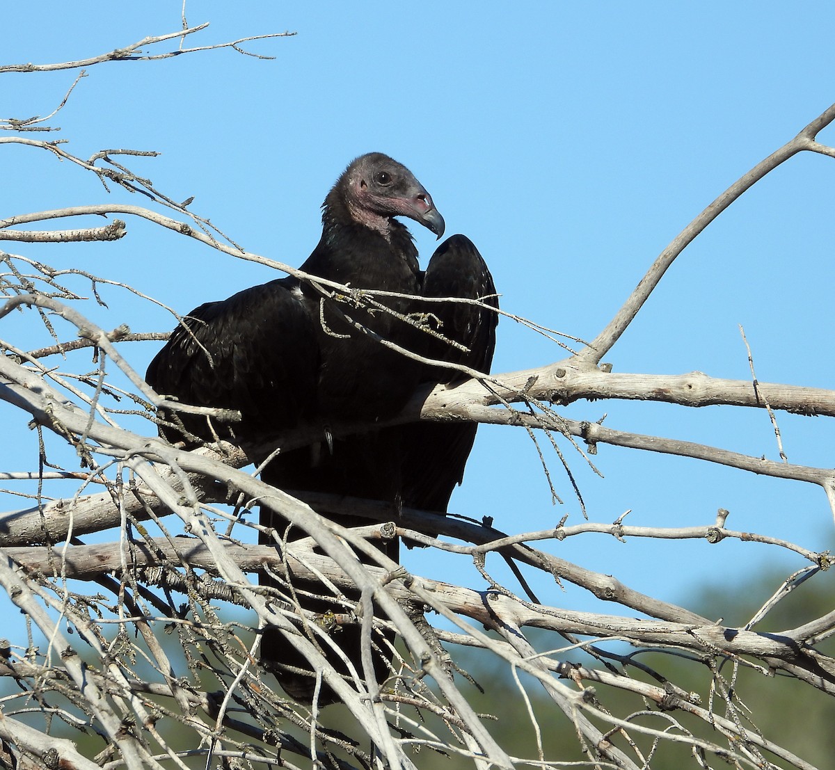 Turkey Vulture - Norman Pillsbury