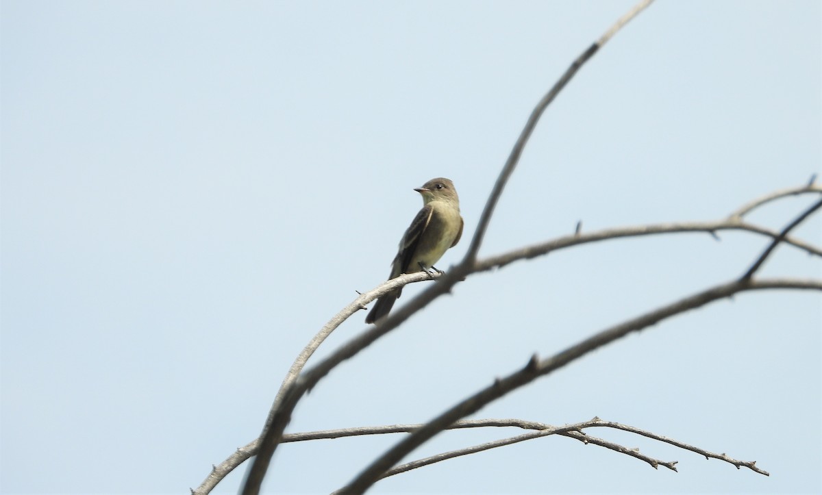 Western Wood-Pewee - ML360166231