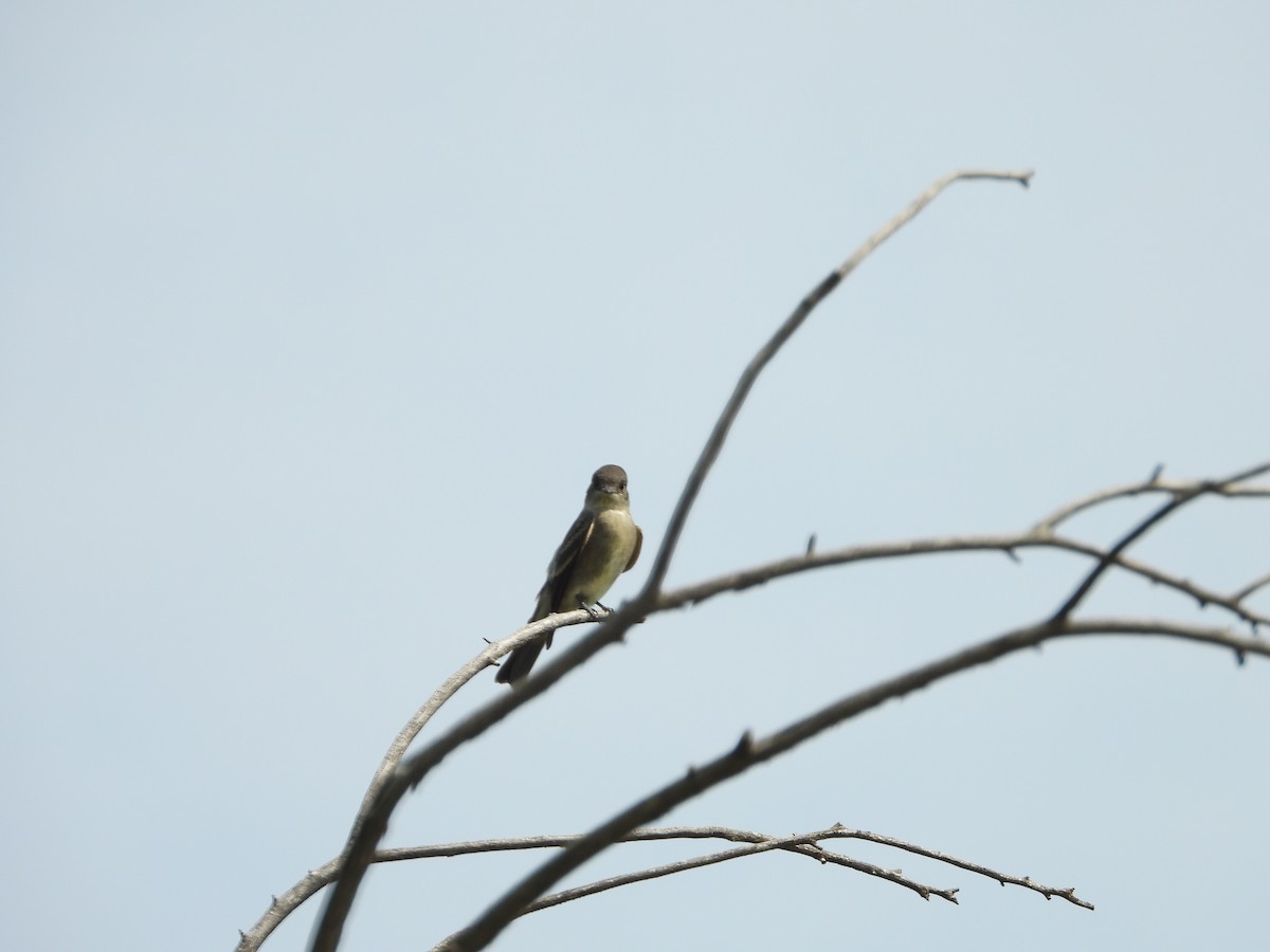 Western Wood-Pewee - ML360166291