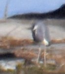 Tricolored Heron - ML36016631