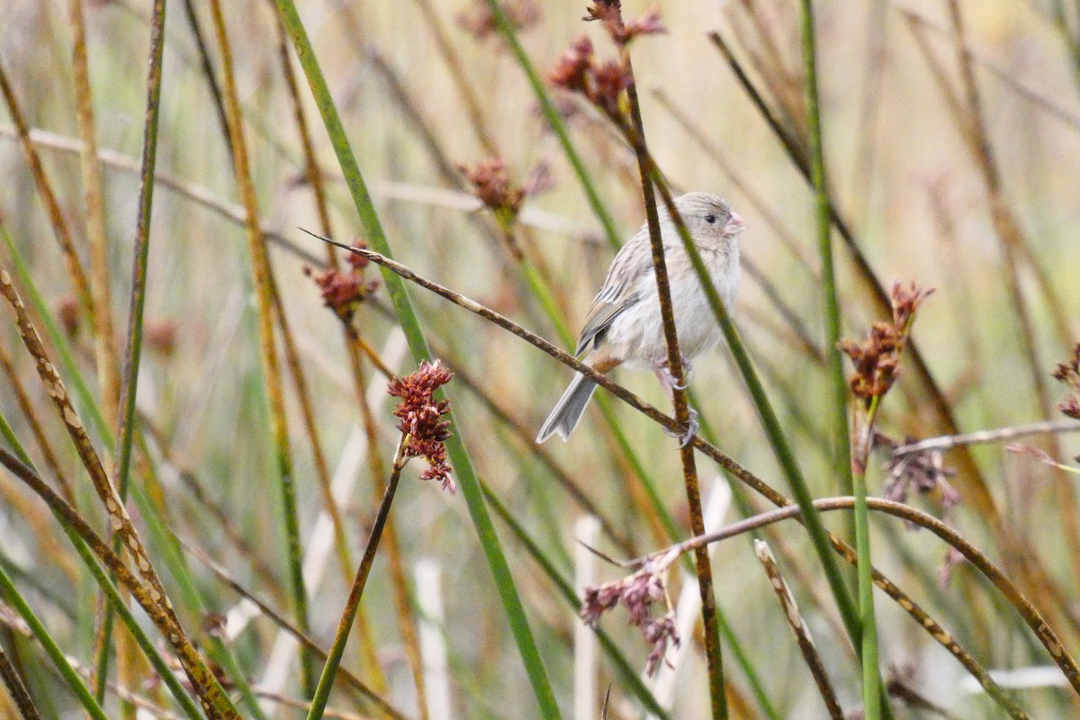 Plain-colored Seedeater - ML360167421