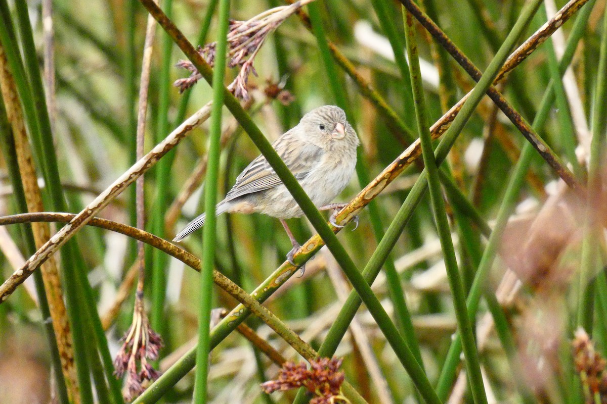 Plain-colored Seedeater - ML360167511
