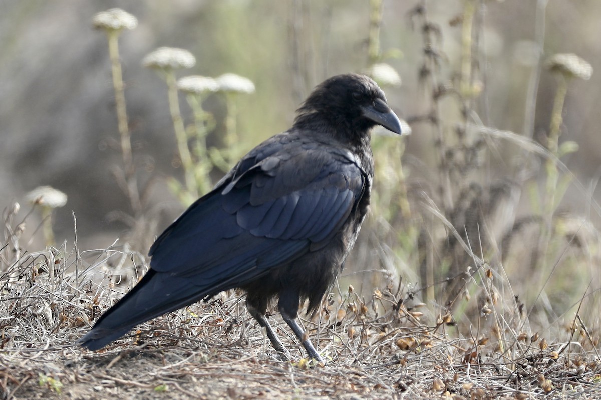 American Crow - ML360168291