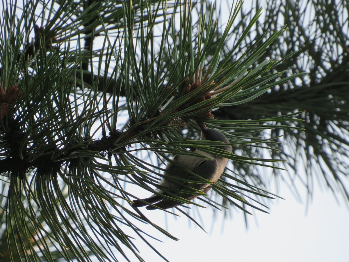 Pygmy Nuthatch - ML360168351