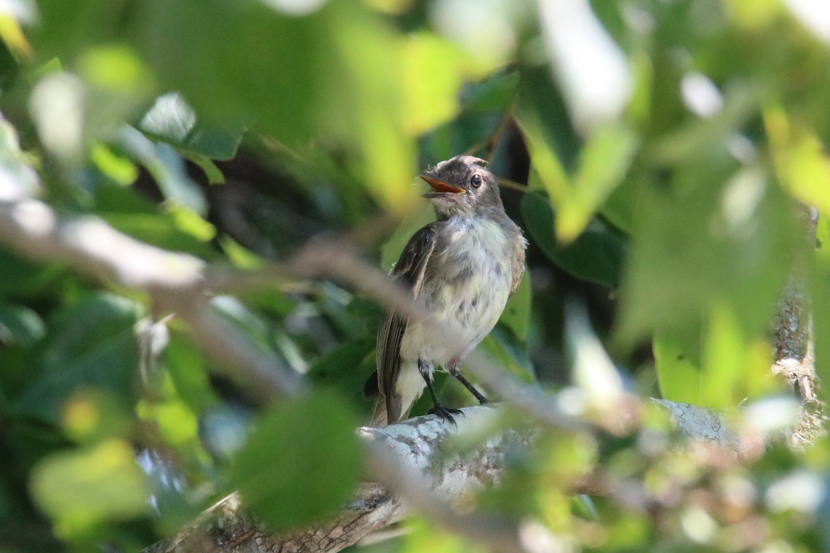 new world flycatcher sp. - ML360168371