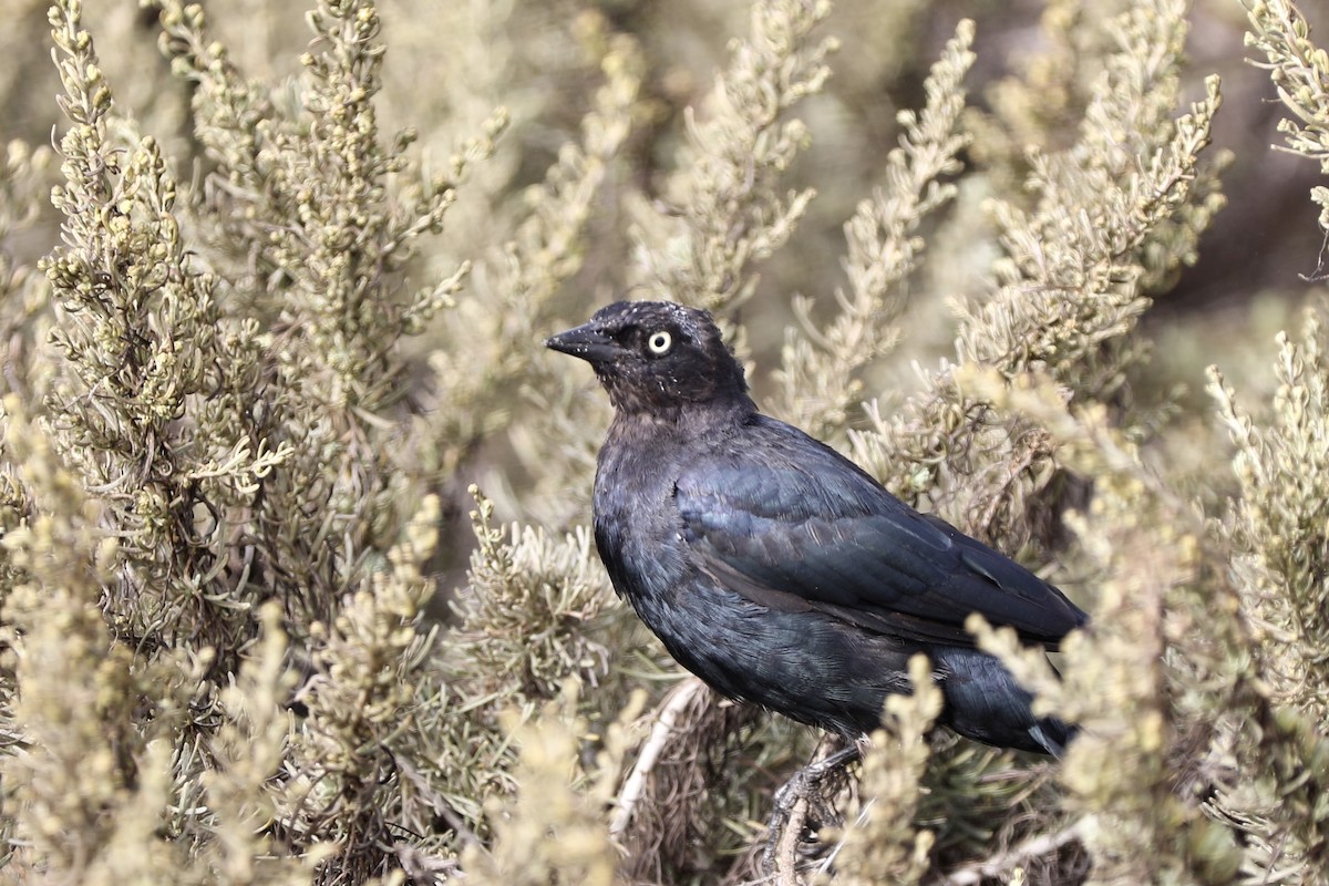 Brewer's Blackbird - ML360168921