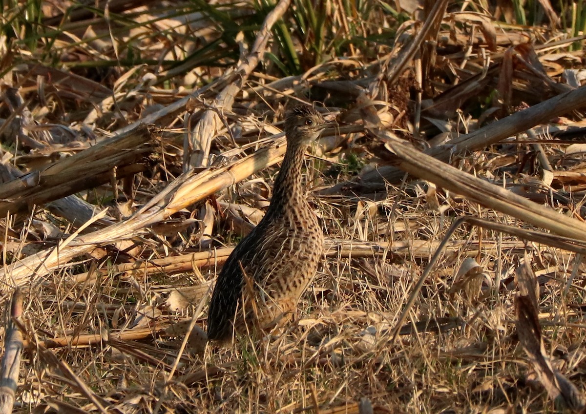 Spotted Nothura - ML360169931
